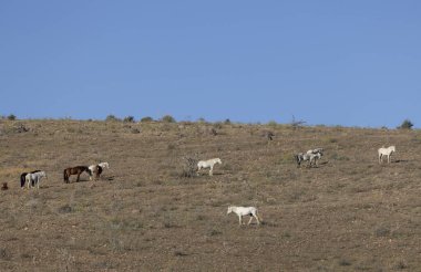 Kışın Arizona çölünde Salt River yakınlarında vahşi bir at sürüsü.