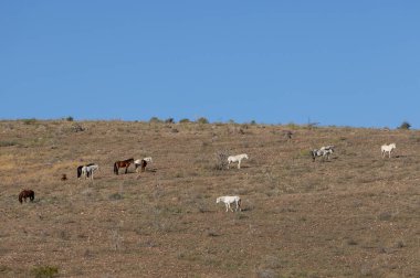Kışın Arizona çölünde Salt River yakınlarında vahşi bir at sürüsü.