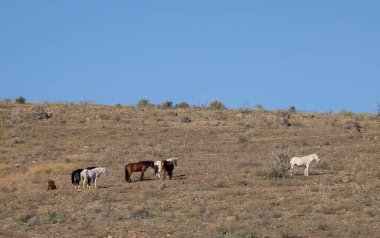 Kışın Arizona çölünde Salt River yakınlarında vahşi bir at sürüsü.