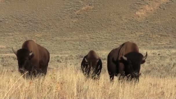 Stádo bizonů — Stock video