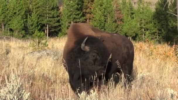 Bison Yellowstone National Park — Stock Video