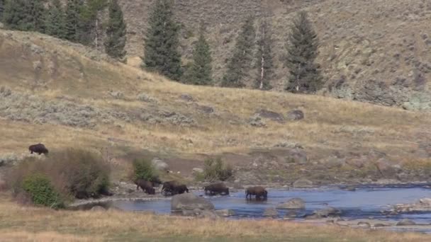 Herd of Bison — Stock Video