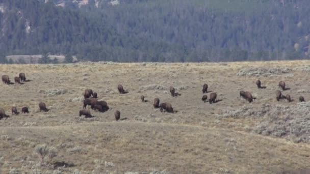 Troupeau de bisons 