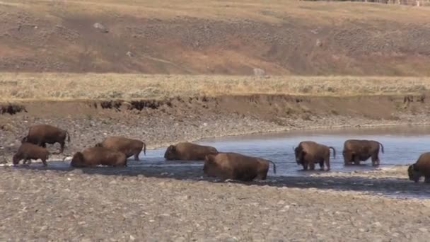 Troupeau de bisons — Video