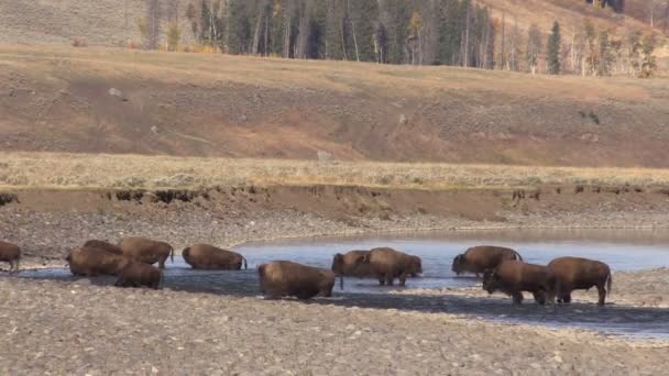 Bison sürüsü — Stok video