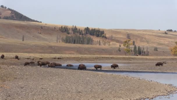 Manada de bisontes — Vídeos de Stock