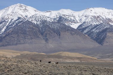 İlkbaharda Challis Idaho yakınlarında vahşi atlar