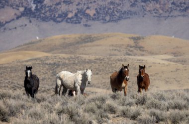 İlkbaharda Challis Idaho yakınlarında vahşi atlar
