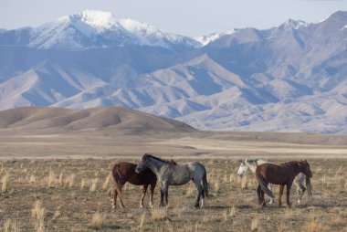 Baharda Utah çölünde vahşi atlar