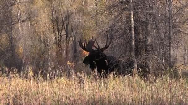 Oie des taureaux en automne — Video