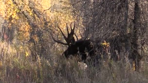 Bull moose in herfst — Stockvideo
