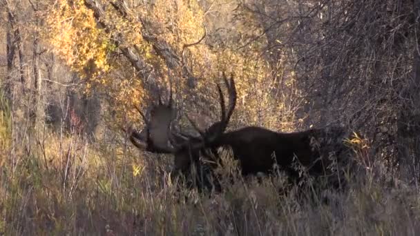 Alce del toro en otoño — Vídeo de stock