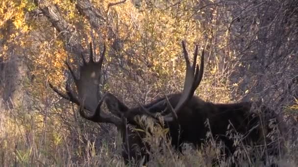 Bull Moose in Fall — Stock Video