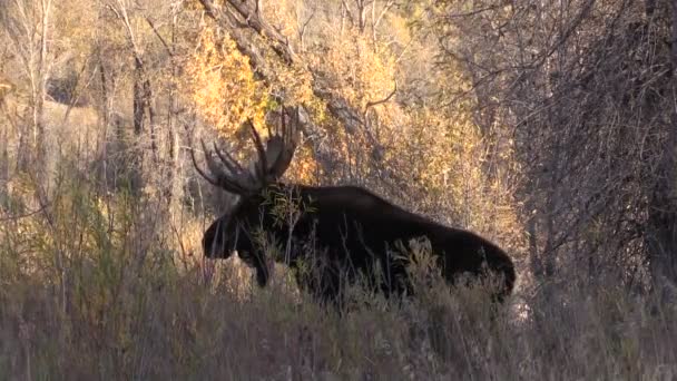 Bull älgar i höst — Stockvideo