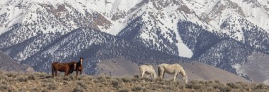 İlkbaharda Challis Idaho yakınlarında vahşi atlar