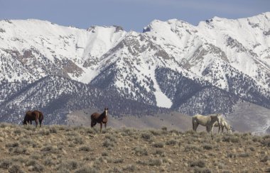 İlkbaharda Challis Idaho yakınlarında vahşi atlar