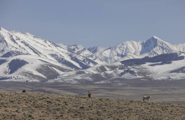 İlkbaharda Challis Idaho yakınlarında vahşi atlar