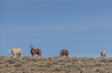 İlkbaharda Challis Idaho yakınlarında vahşi atlar