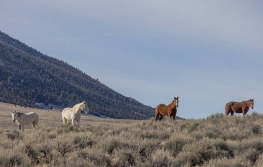 İlkbaharda Challis Idaho yakınlarında vahşi atlar