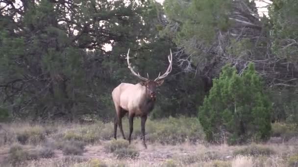 Rutting stier Elk Bugling — Stockvideo