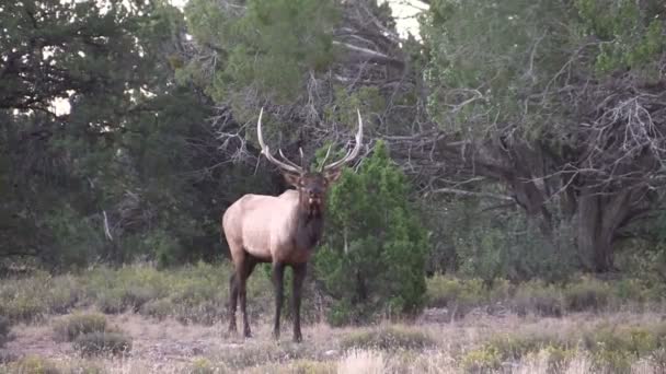 Rutting bull Elk Bugling — Stock Video