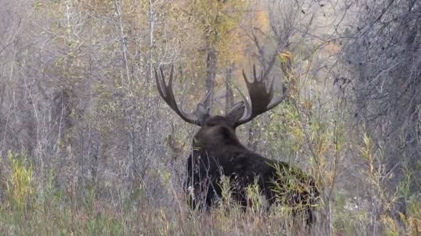 Bull Moose in autunno — Video Stock