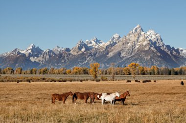 Teton, Bison ve atları Güz