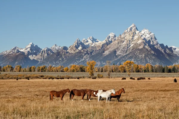 Teton, Bison and Horses in Fall — Stock Photo, Image