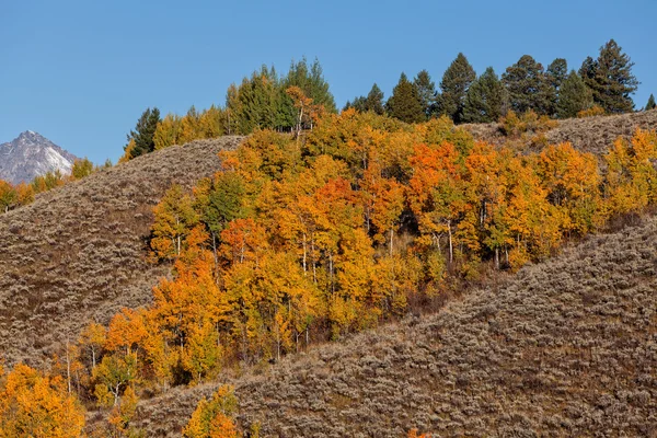 Aspen Grove in Fall — Stock Photo, Image