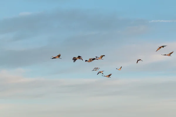 Sandhill Cranes in Flight — Stock Photo, Image