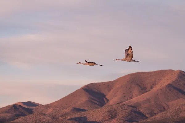 Sandhill Cranes in Flight — Stock Photo, Image