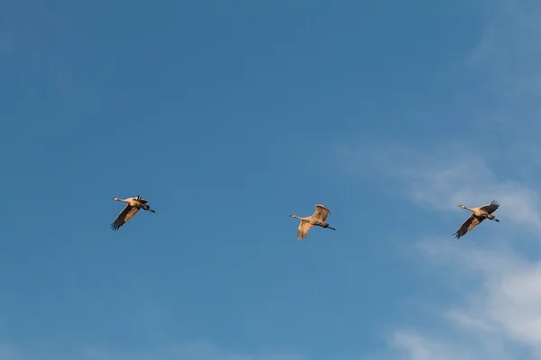 Sandhill Cranes in Flight — Stock Photo, Image