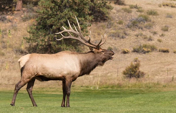 Bull Elk bugling in Rut — Stock Photo, Image