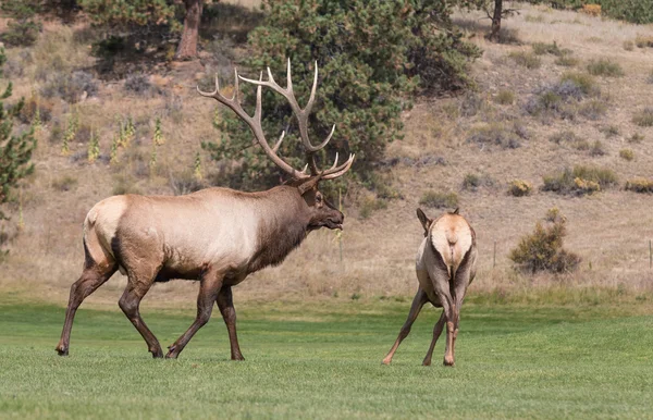 Bull Elk Chasing Cow in rut — Stock Photo, Image