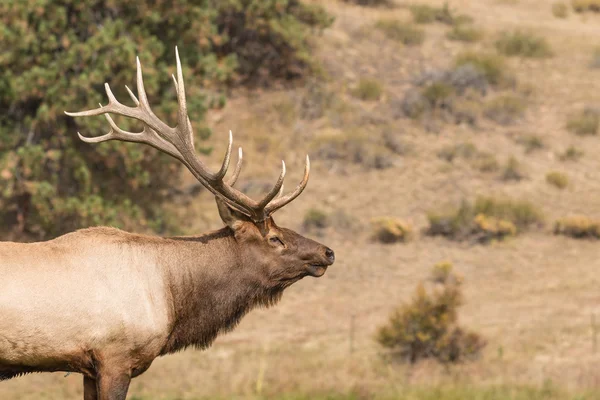 Velký býk elk — Stock fotografie