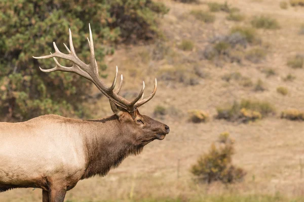 Big Bull Alce — Foto Stock