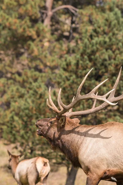 Bull Elk bugling in Rut — Stock Photo, Image