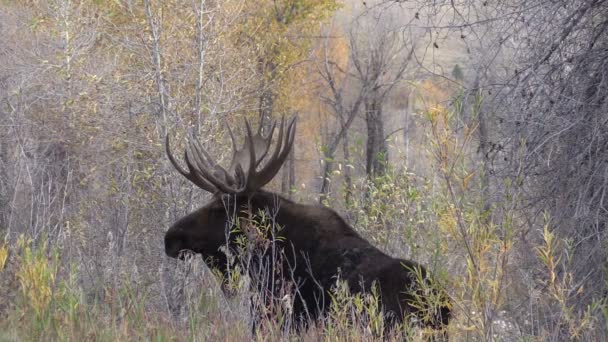 Elchbulle im Herbst — Stockvideo