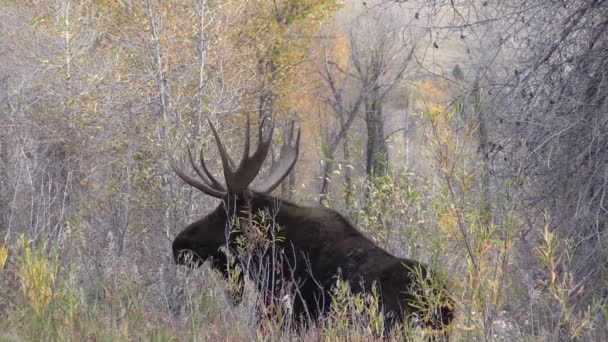 Bull Moose in autunno — Video Stock