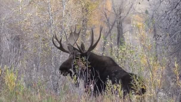 Bull Moose in autunno — Video Stock