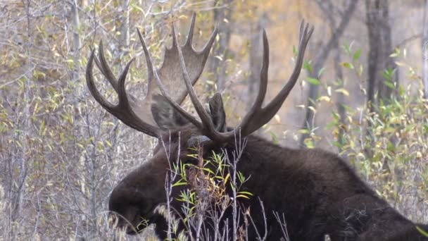 Alce del toro en otoño — Vídeo de stock