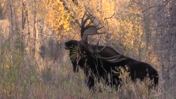 Bull Moose in Fall — Stock Video