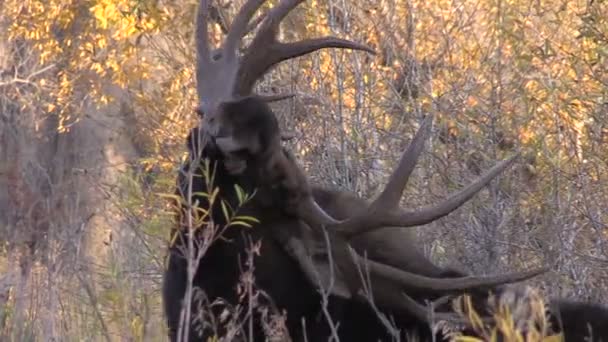 Bull älgar i höst — Stockvideo