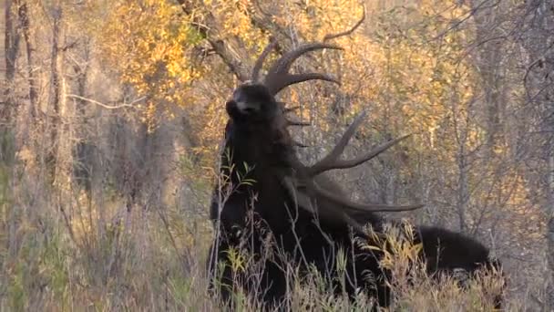 Bull älgar i höst — Stockvideo