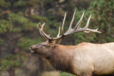 Rut içinde iletecek boğa Elk