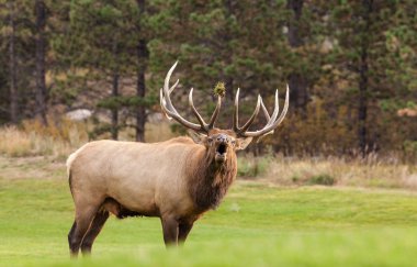 Bull Elk Bugling in the Rut clipart