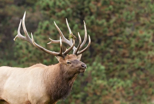 Gran alce de toro en otoño — Foto de Stock