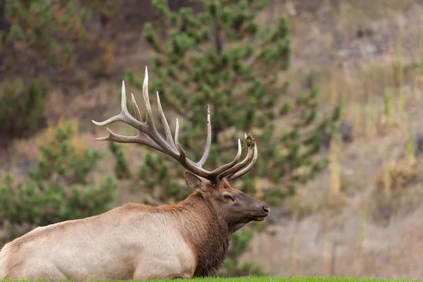Velký býk Elk podzim — Stock fotografie