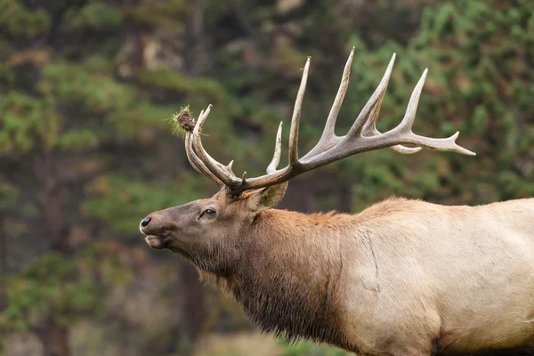 Bull Elk Bugling no cio — Fotografia de Stock