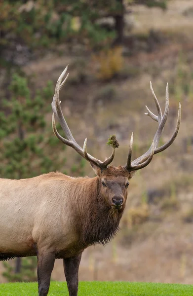 Big Bull Elk in Fall — Stock Photo, Image